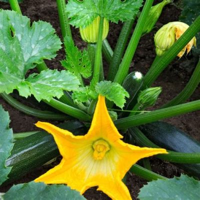 Can You Eat Zucchini Flowers: A Detailed Discussion