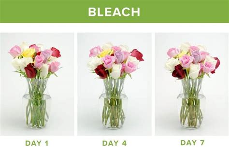 Does Bleach Keep Flowers Fresh? An Insightful Exploration