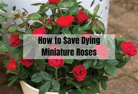 How to Save Dying Flowers: A Comprehensive Guide with Multiple Views