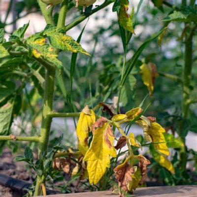 tomato flowers turning brown: The interplay between climate change and agricultural sustainability