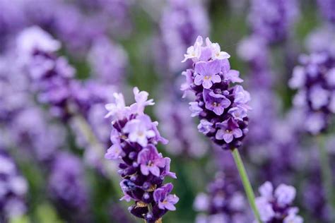 Where Can I Get Lavender Flowers: A Journey into the World of Lavender